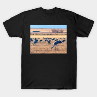 Sandhill Cranes T-Shirt